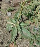 Cousinia karatavica