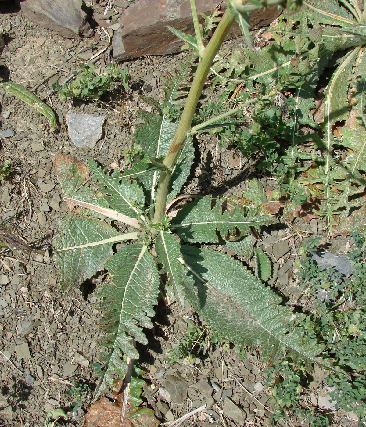 Image of Cousinia karatavica specimen.