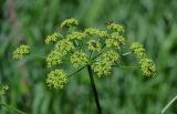 Heracleum sibiricum. Соцветие с кормящимися насекомыми. Оренбургская обл., Кувандыкский гор. округ, заповедник \"Шайтан-Тау\", долина р. Сакмара, луг. 05.07.2023.