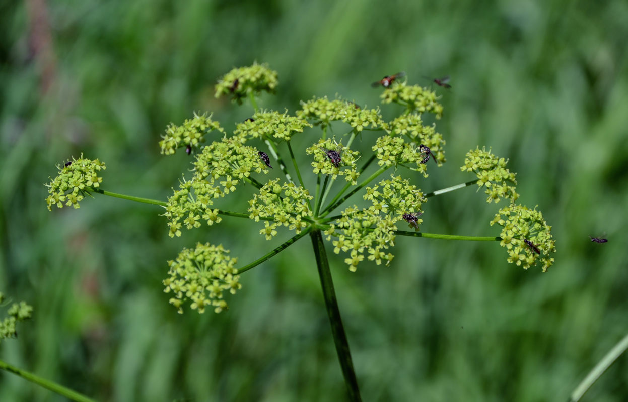 Изображение особи Heracleum sibiricum.