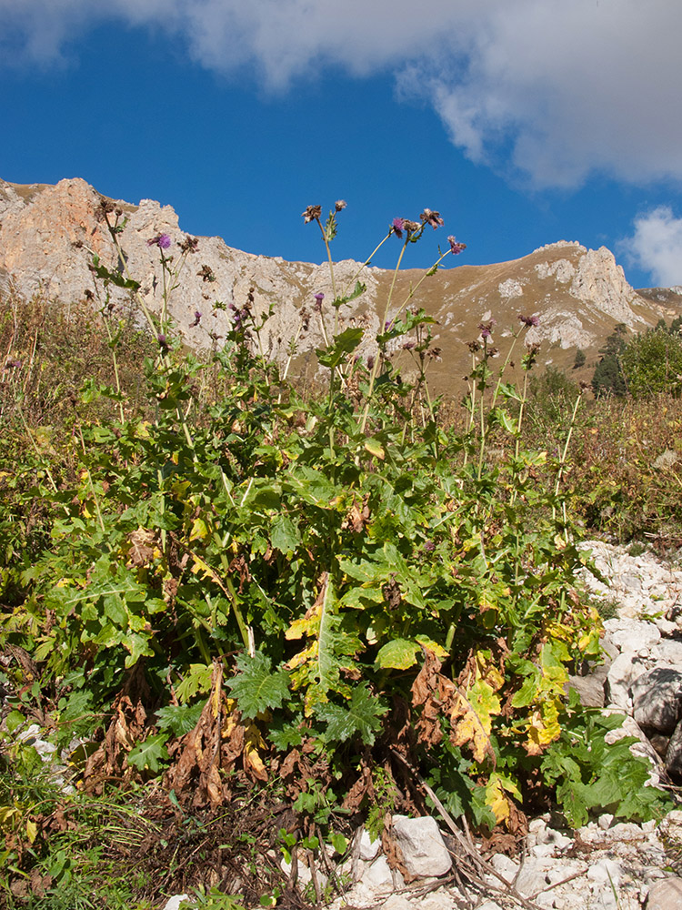 Image of Cirsium sychnosanthum specimen.