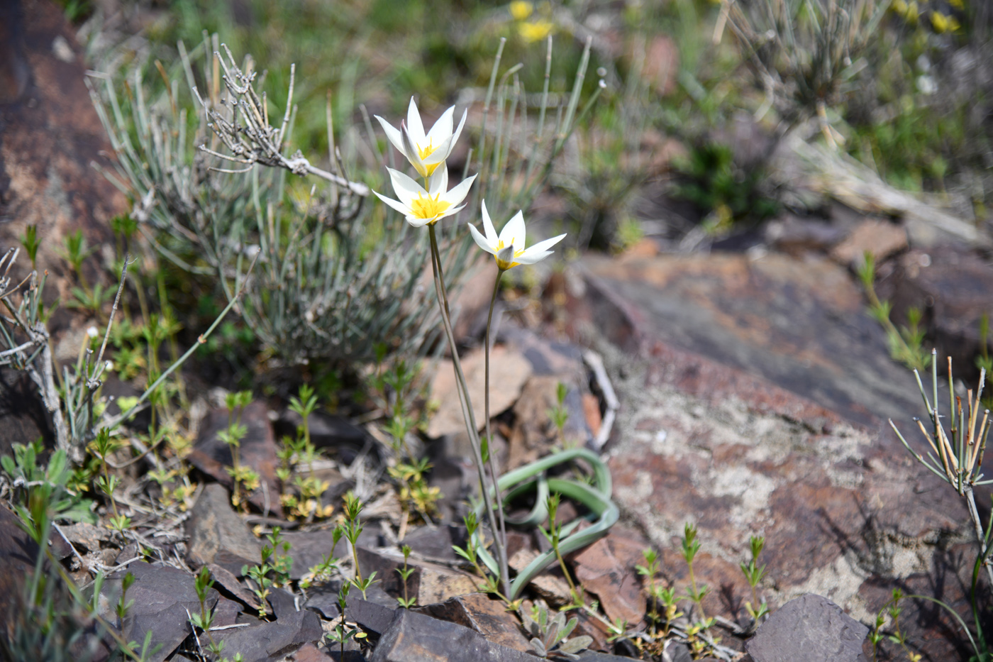 Изображение особи Tulipa buhseana.