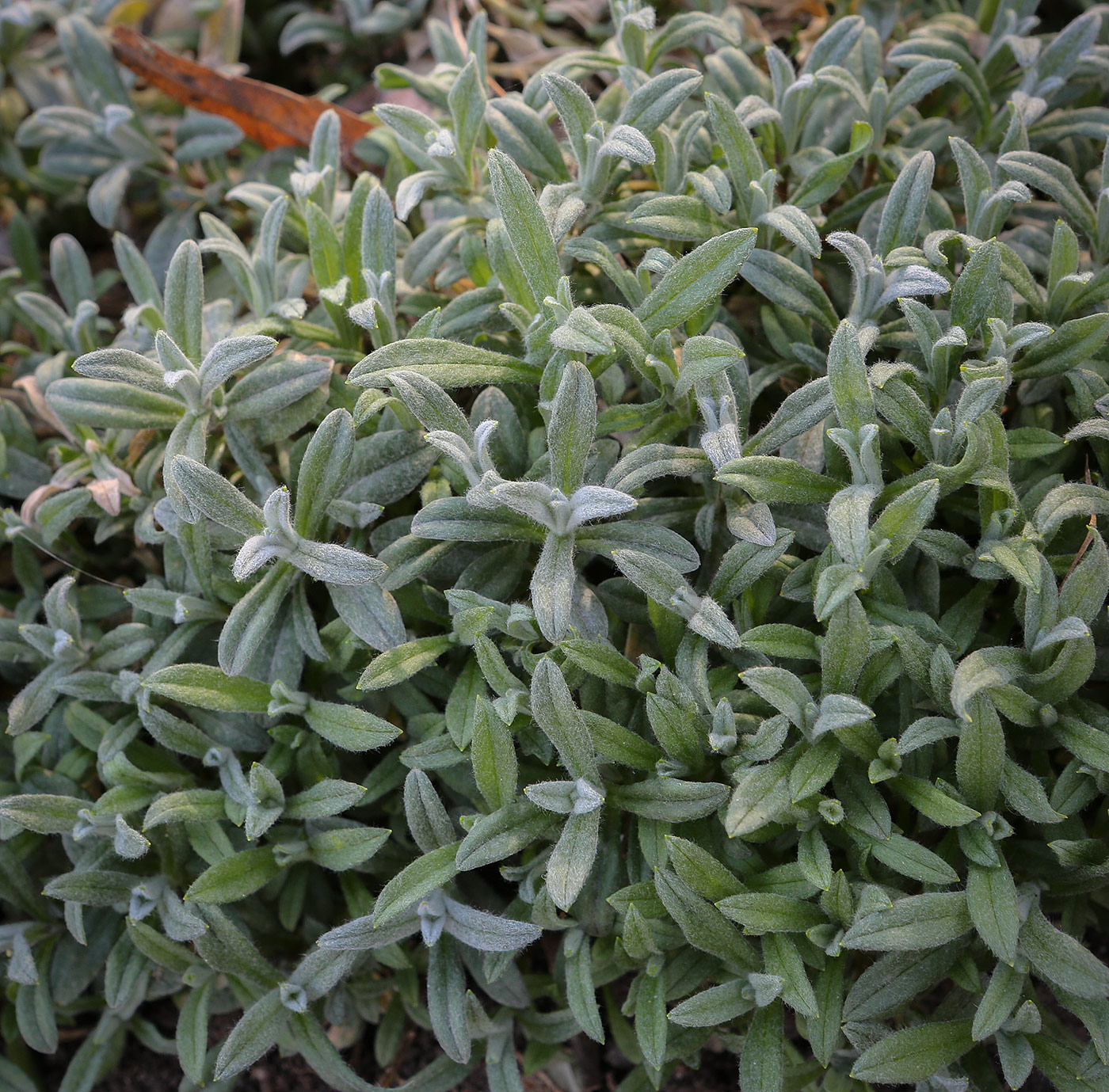 Image of Cerastium tomentosum specimen.