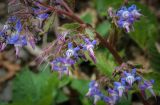 Trachystemon orientalis