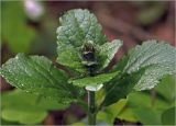 Ajuga reptans