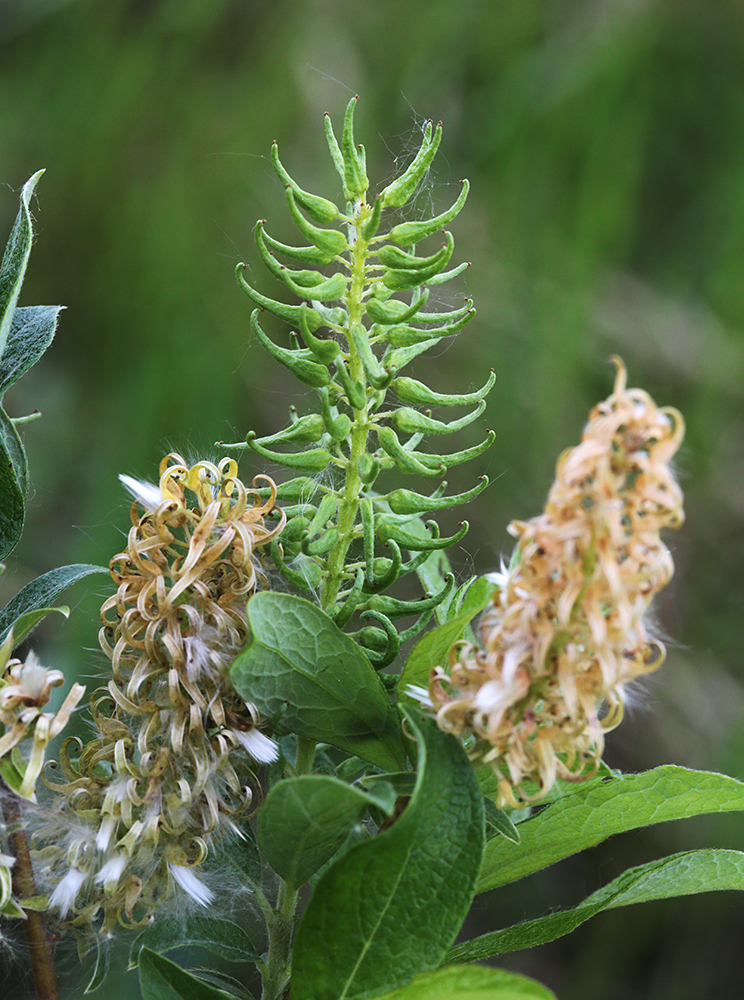 Image of Salix bebbiana specimen.