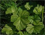 Geum rivale