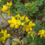 Lotus corniculatus