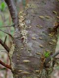 genus Prunus