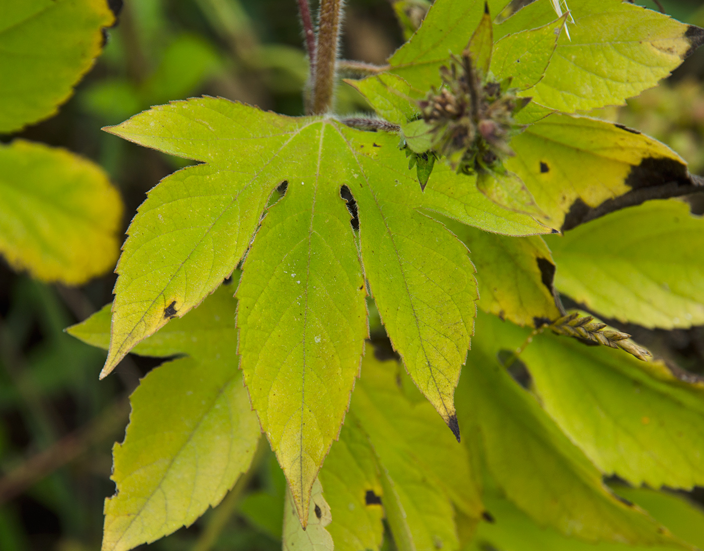 Image of Ambrosia trifida specimen.