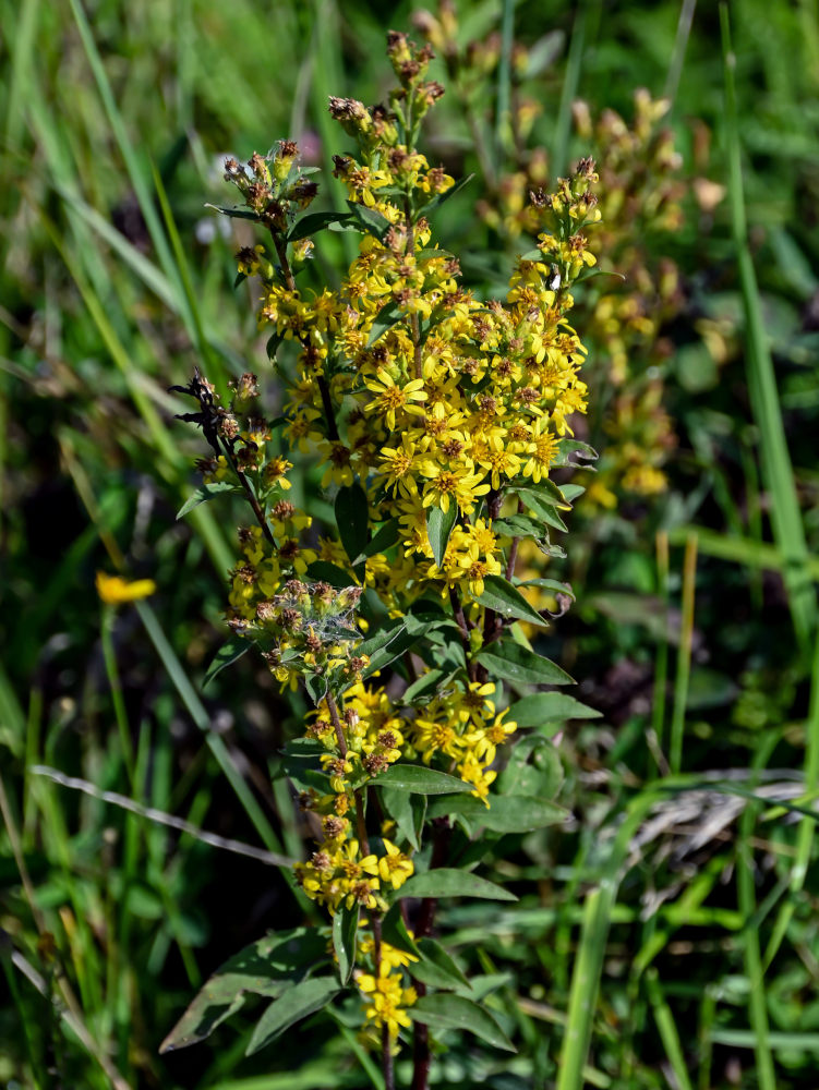 Image of Solidago virgaurea specimen.