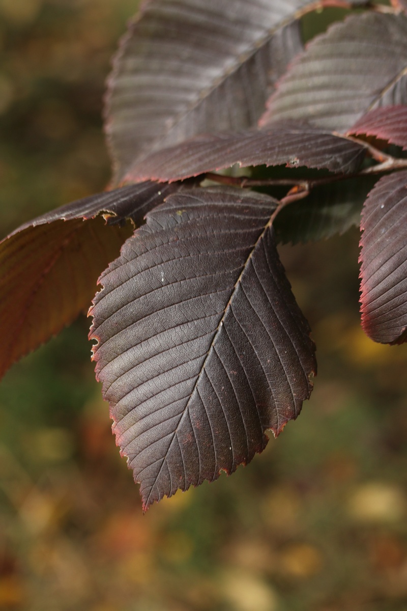 Image of Ulmus laevis specimen.