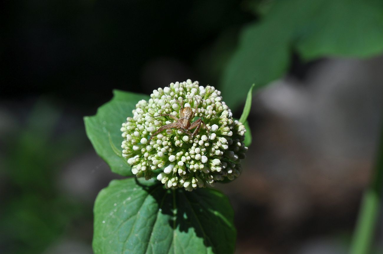 Image of Valeriana tiliifolia specimen.