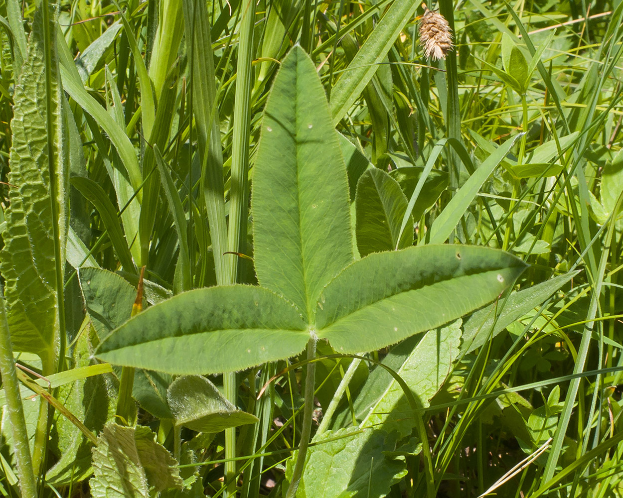 Image of Trifolium montanum specimen.