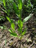 Barbarea plantaginea