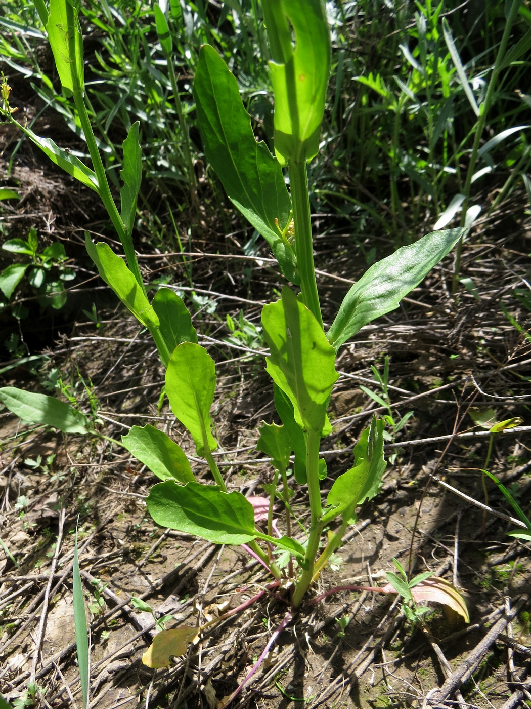 Image of Barbarea plantaginea specimen.