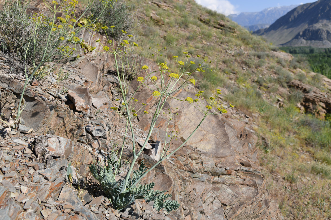 Image of Fergania polyantha specimen.