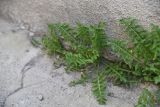 genus Sisymbrium