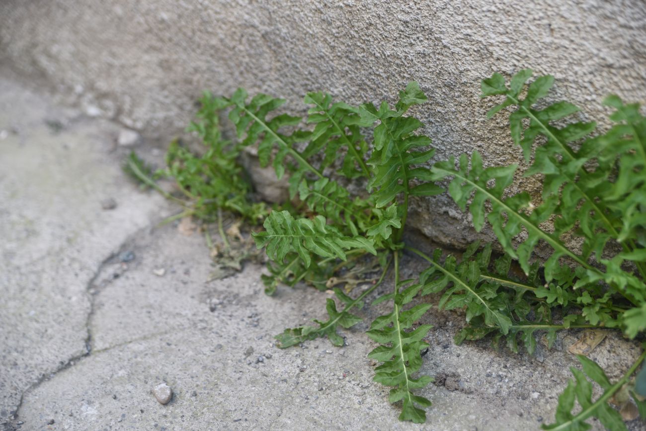 Изображение особи род Sisymbrium.