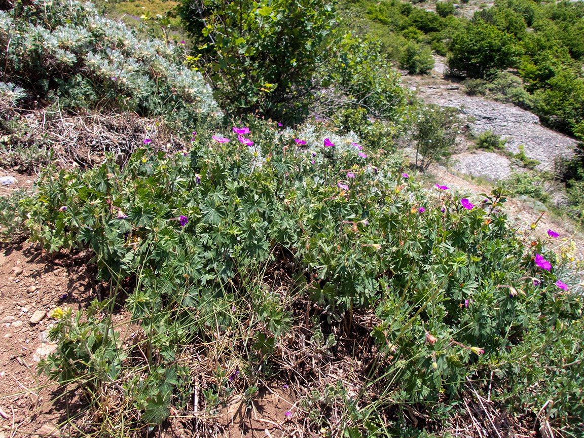 Image of Geranium sanguineum specimen.