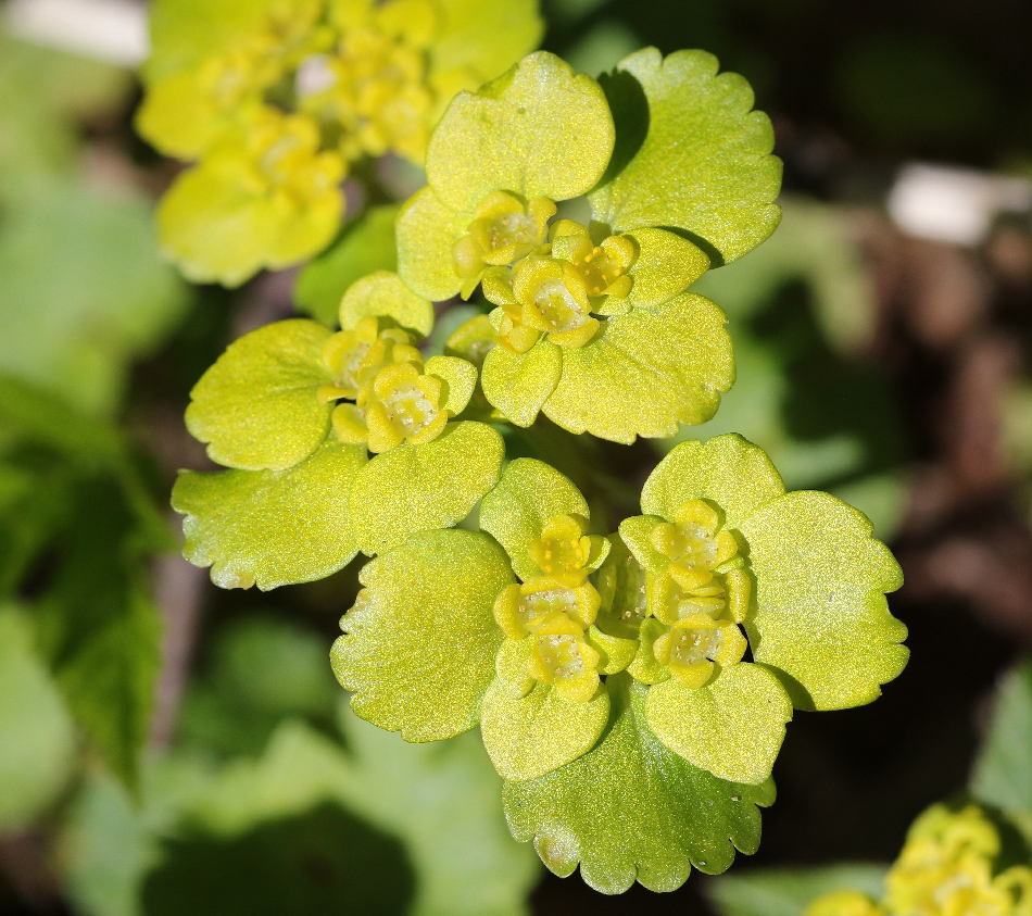 Изображение особи Chrysosplenium alternifolium.