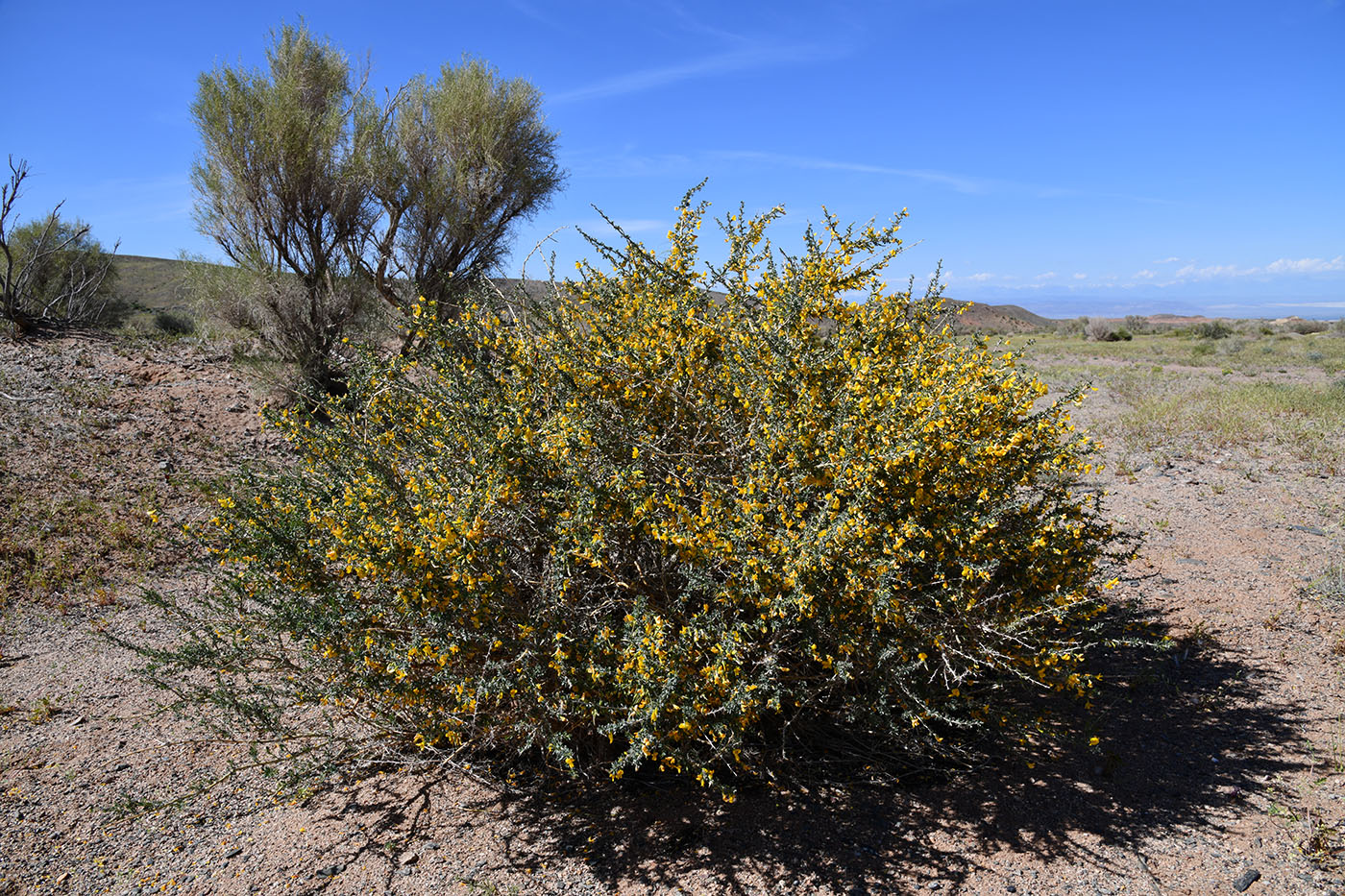 Image of Caragana balchaschensis specimen.