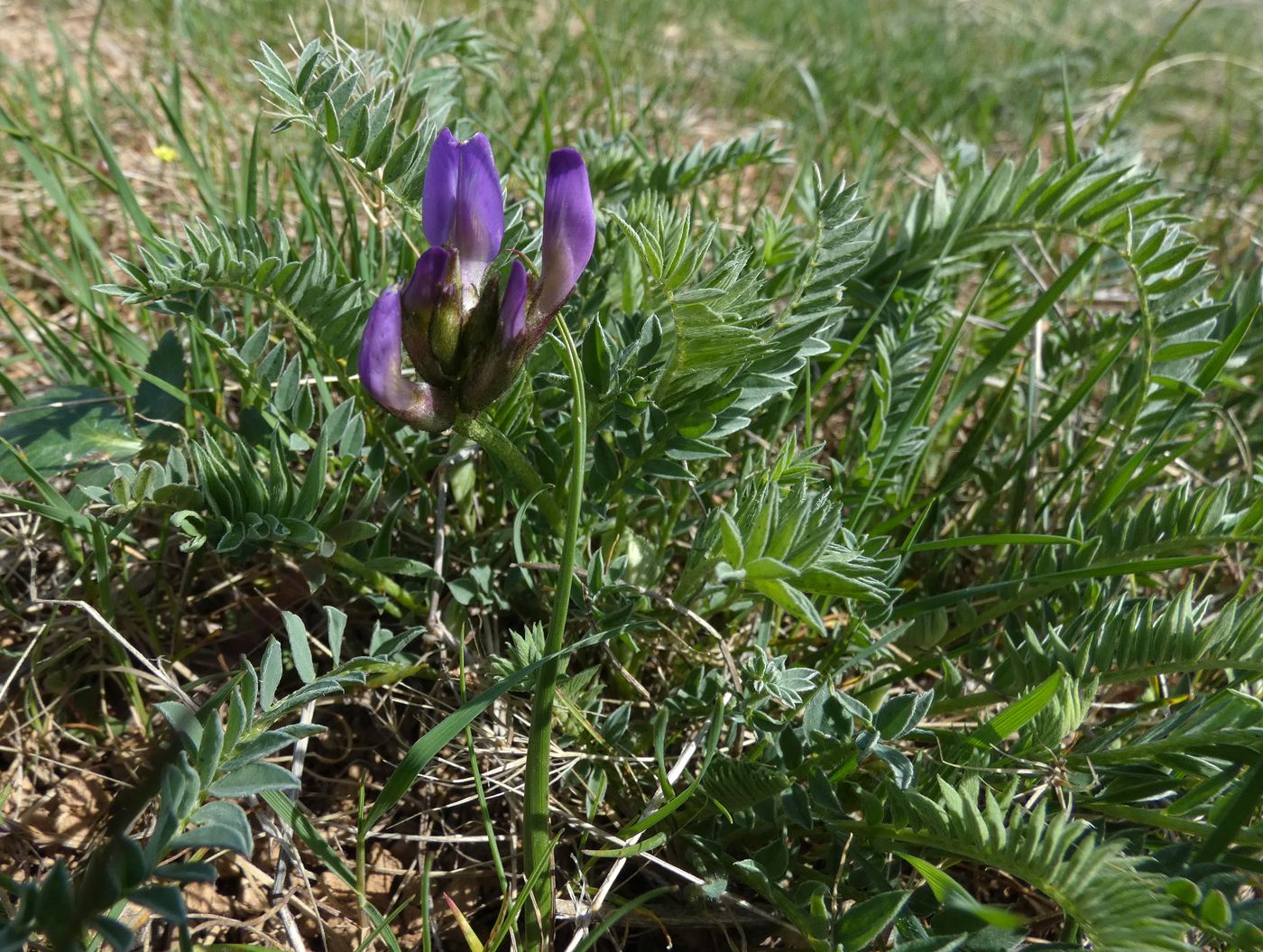Изображение особи Astragalus masenderanus.