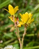 Saxifraga hirculus