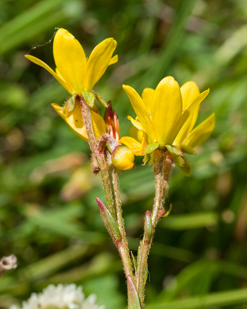 Изображение особи Saxifraga hirculus.