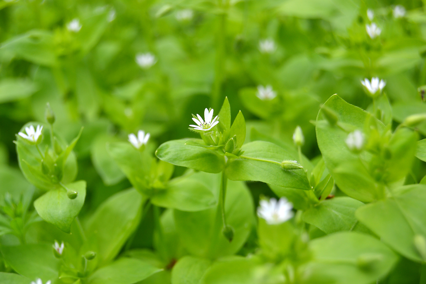 Image of Stellaria media specimen.
