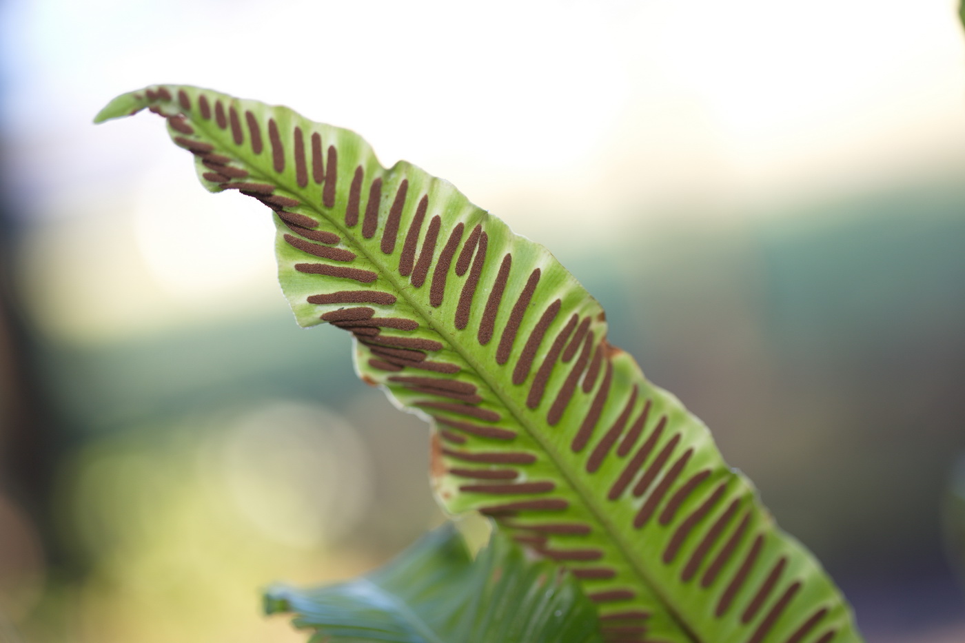 Image of Phyllitis scolopendrium specimen.