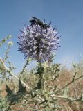 Echinops albicaulis. Верхушка побега с соцветием и кормящейся осой. Казахстан, Жамбылская обл., 30 км к сев.-зап. от г. Тараз, правый берег р. Аса, бархан Кумтиын. 25 мая 2025 г.
