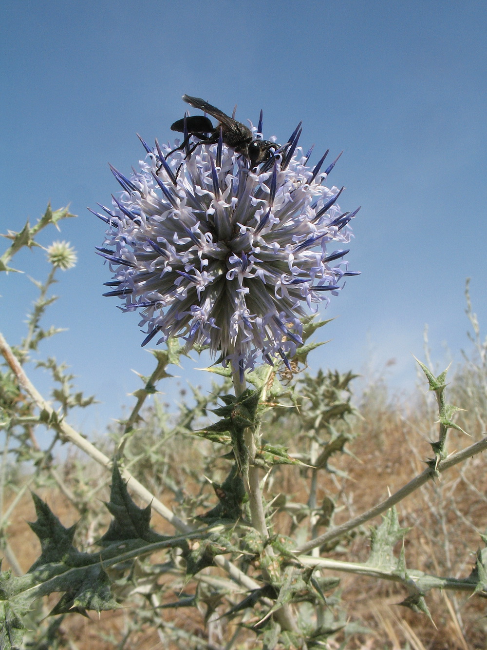 Image of Echinops albicaulis specimen.