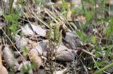 Gentiana zollingeri. Плодоносящее растение. Приморский край, Уссурийский гор. округ, окр. с. Монакино, опушка широколиственного леса на небольшой сопке. 31.05.2025.