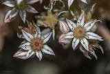 Sedum hispanicum. Цветки. Крым, городской округ Ялта, окр. пгт Санаторное (Меллас), заброшенный парк, на каменном ограждении. 09.06.2025.