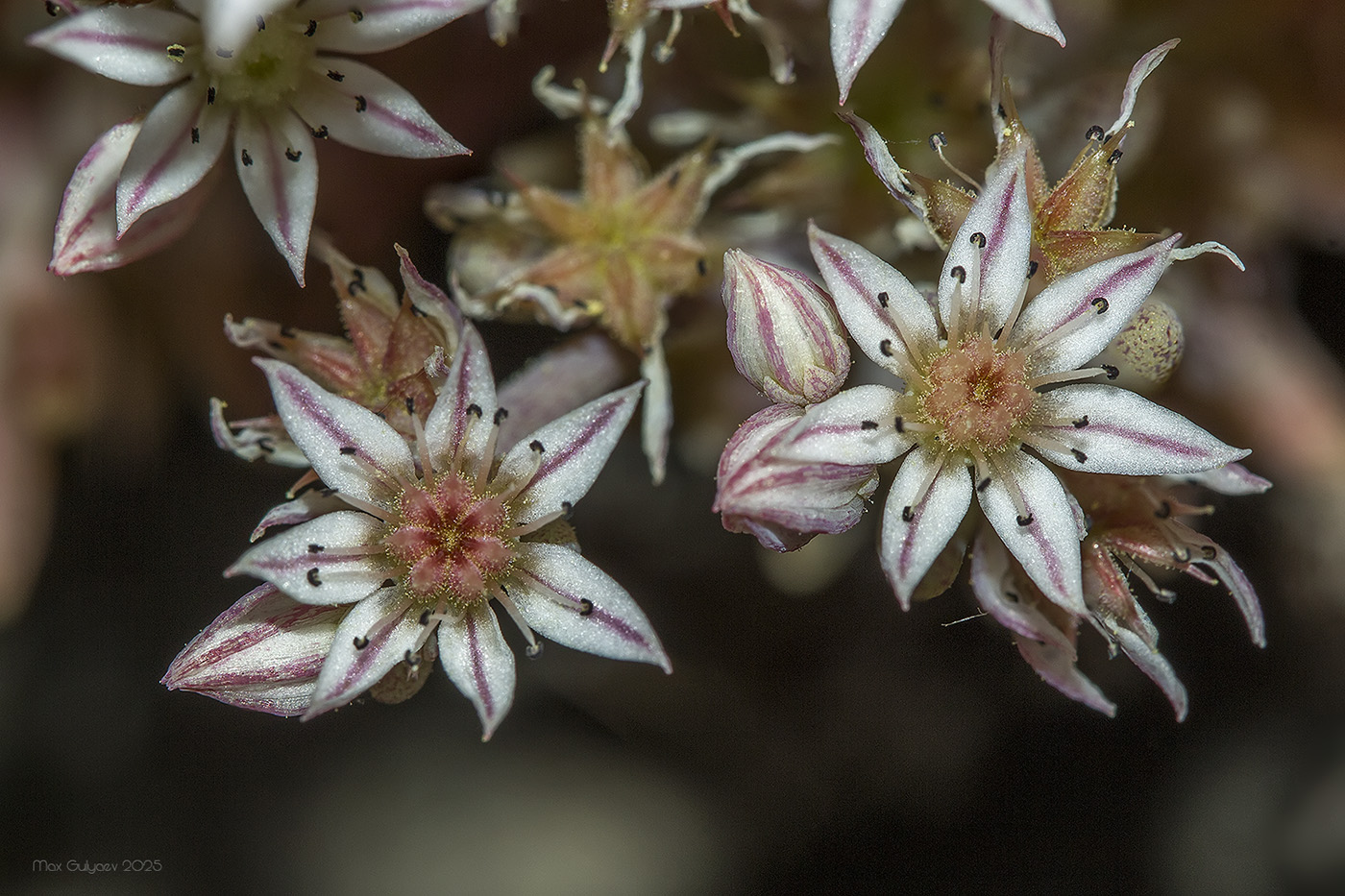 Изображение особи Sedum hispanicum.