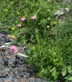 Pyrethrum coccineum