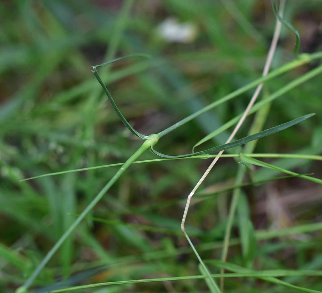 Image of Dianthus superbus specimen.