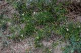 Peganum multisectum