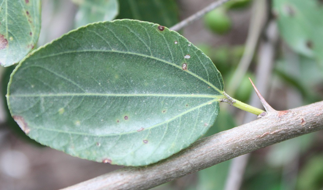 Image of Ziziphus spina-christi specimen.