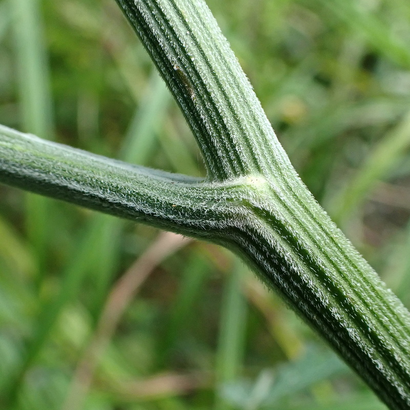 Image of Pimpinella thellungiana specimen.