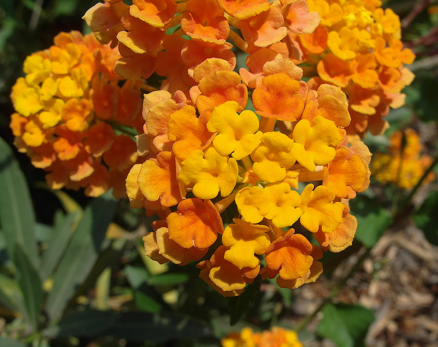 Image of Lantana camara specimen.