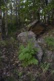 семейство Apiaceae. Цветущее растение. Турция, ил Битлис, кальдера Немрут, перешеек между оз. Немрут и оз. Ылы, лес. 21 мая 2025 г.