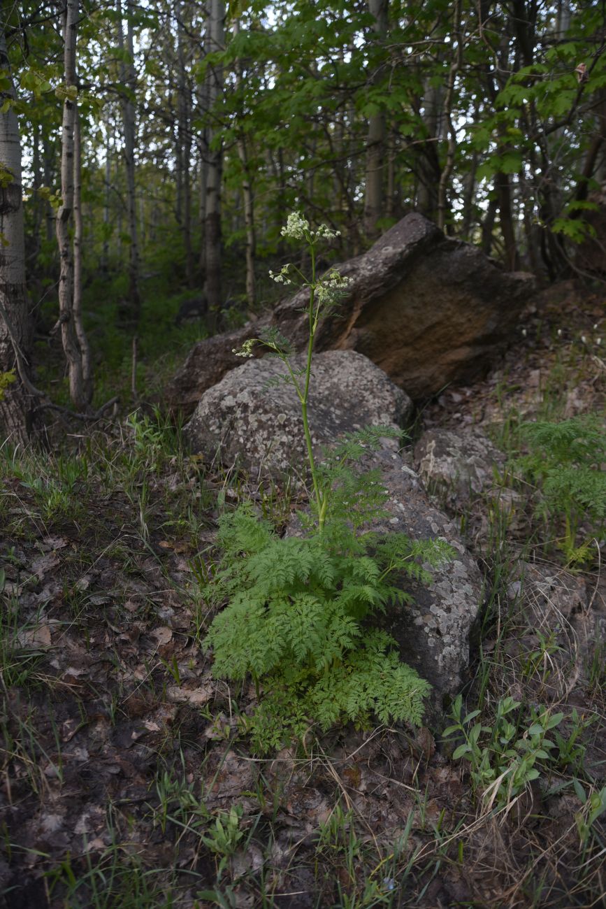 Image of familia Apiaceae specimen.