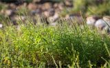 Veronica longifolia