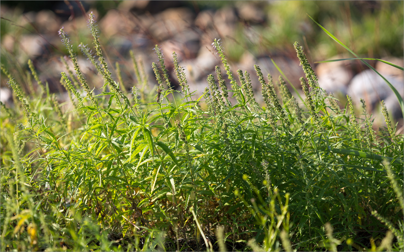 Изображение особи Veronica longifolia.