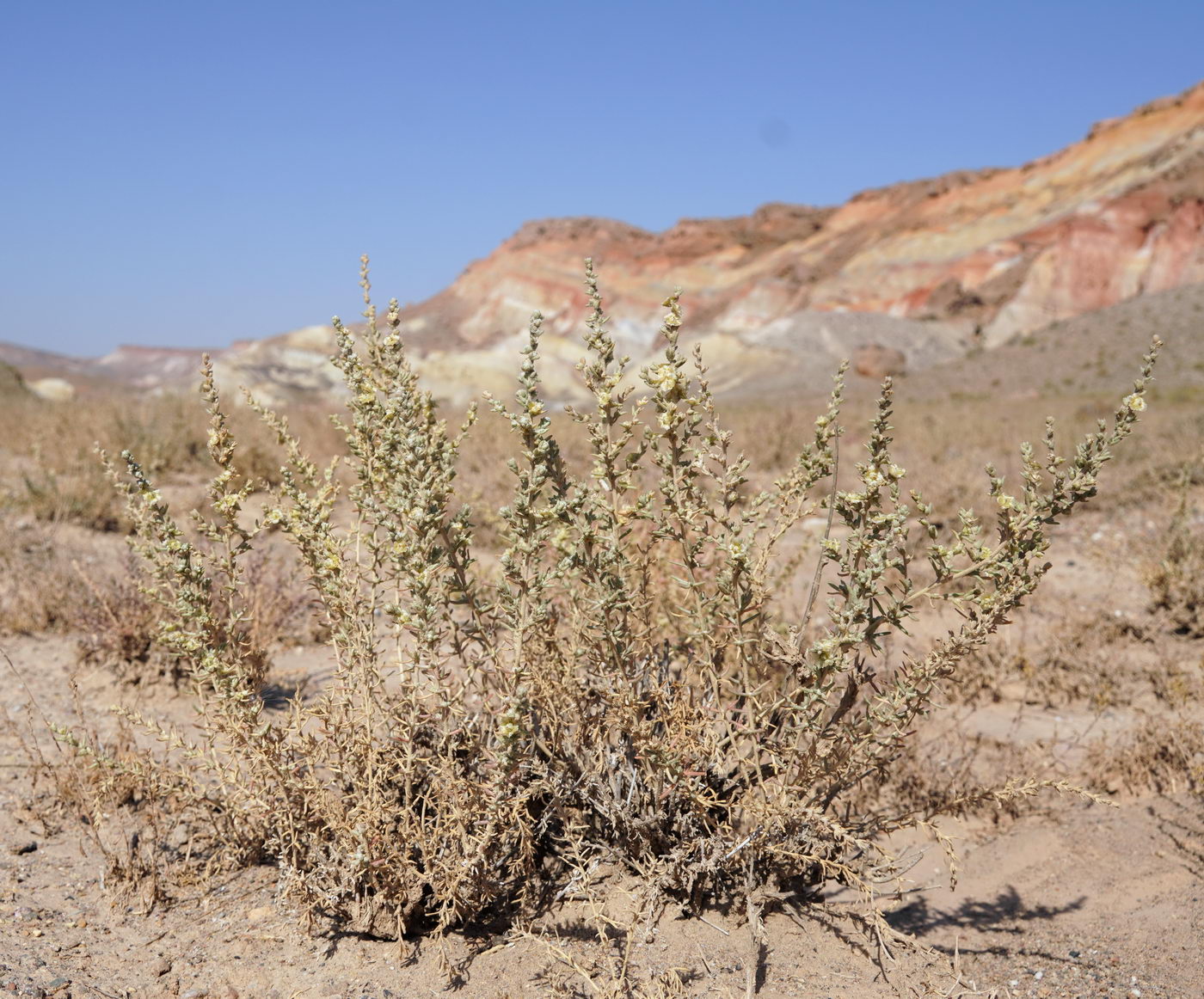 Image of familia Chenopodiaceae specimen.