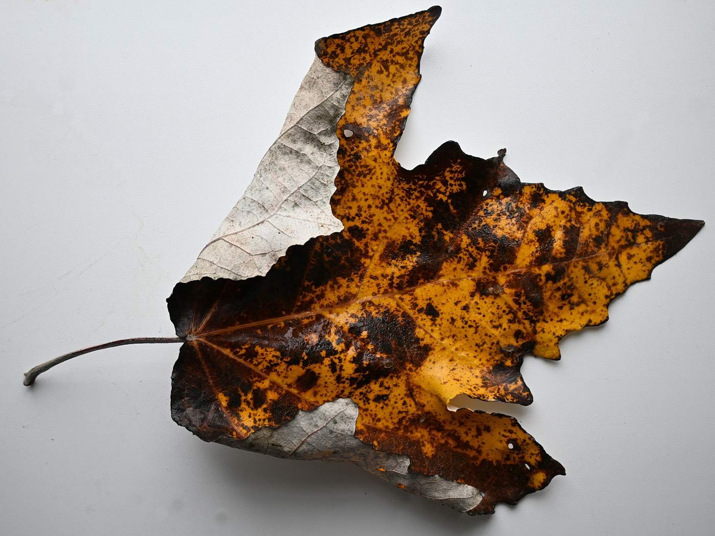 Изображение особи род Acer.