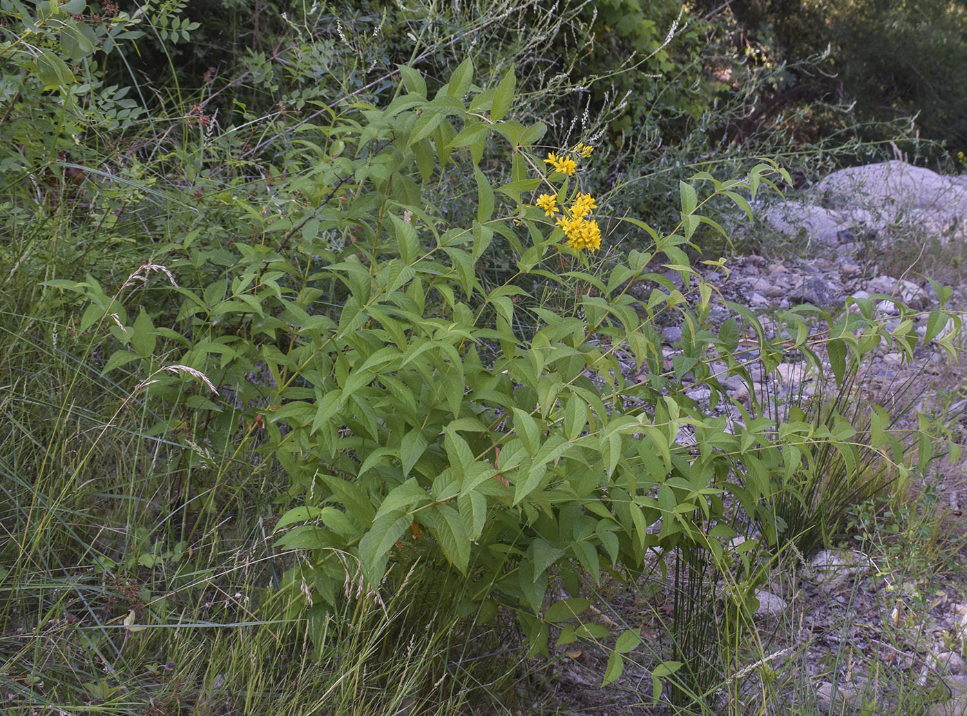 Изображение особи Lysimachia vulgaris.