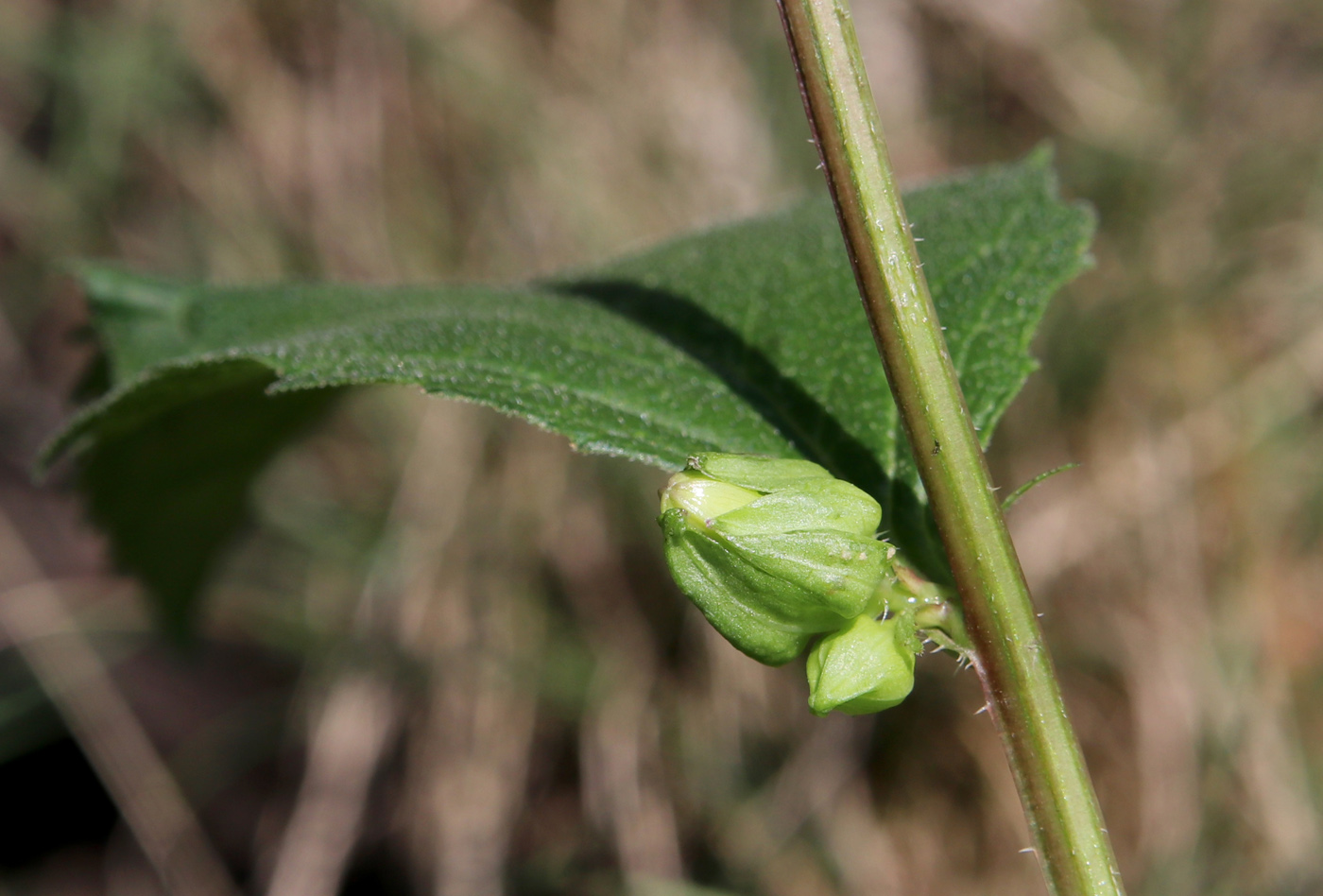 Изображение особи Campanula latifolia.